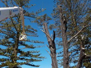 Why Hiring a Local Tree Trimming Service in Manassas Is the Smart Choice for Your Trees