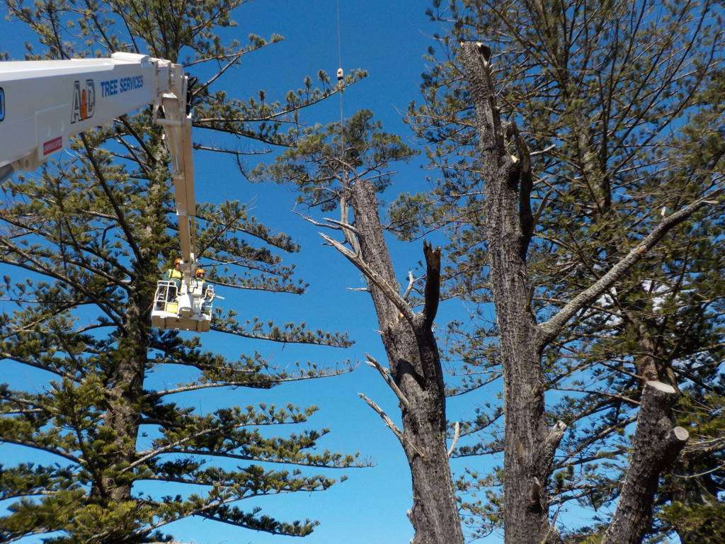 Why Hiring a Local Tree Trimming Service in Manassas Is the Smart Choice for Your Trees