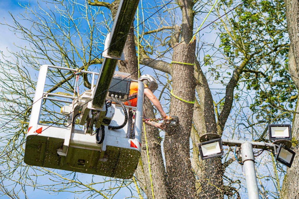 Premium Tree Services from Heald green tree surgeon for Homes and Businesses